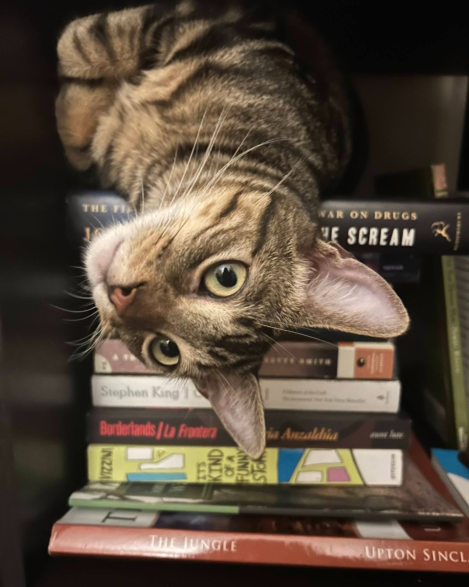 Some adoption transitions are simple as can be, like with charming and playful Pear. Adopter Maya says Pear kept his rescue name but also goes by plenty of nicknames including Pear Bear, Pearpperoni, and Pearrier. 😍 Send YOUR adoption updates to adoptions@heavenlypets.org 🐱🫶