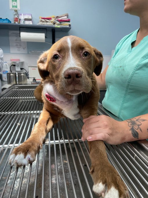 Watch WeRateDogs's leaked NSFW photo on TwXstars