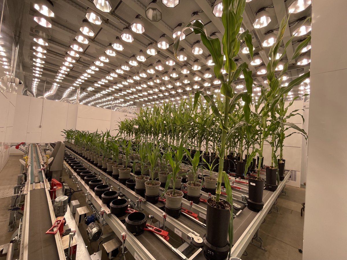 Purdue Plant Science tweet media