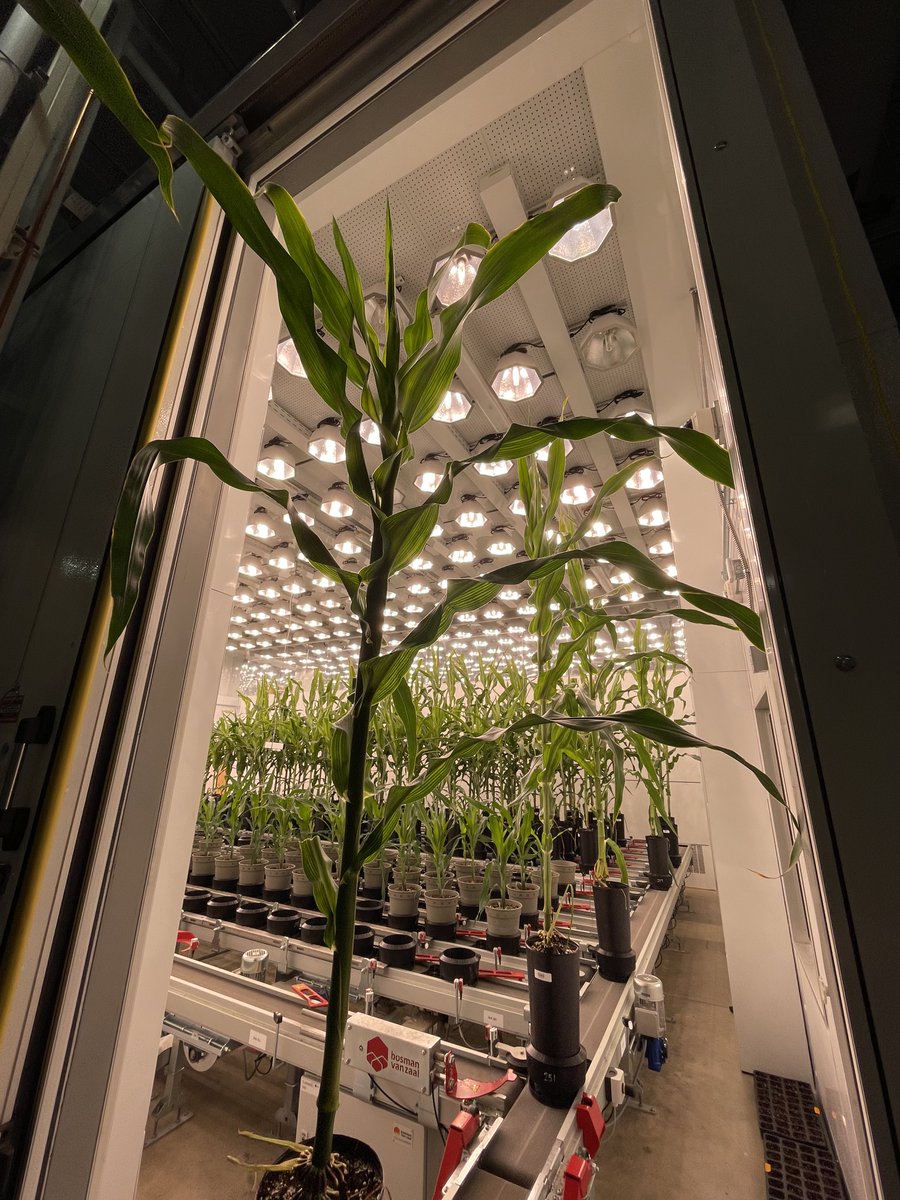 Purdue Plant Science tweet media