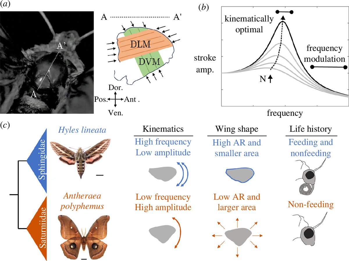 The flap of moth wings—new research in #ProcB this week reveals how moth resonant mechanics are tuned to wingbeat frequency and energetic demands: ow.ly/En3P50SpYJp <a href="/ethanswold/">Ethan Wold</a> <a href="/braiello/">brett</a> <a href="/usama_bsikandar/">Usama Bin Sikandar</a> <a href="/springsNwings/">James Lynch</a> <a href="/ngravish/">nick gravish</a> <a href="/SimonSponberg/">Simon Sponberg</a>