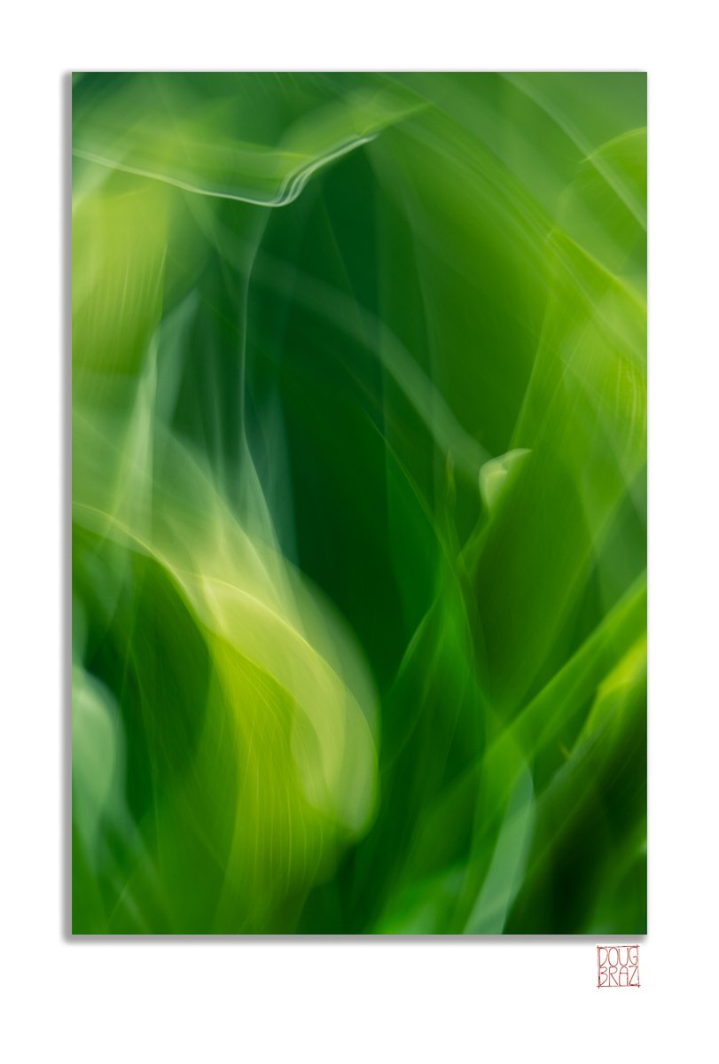 dougbraz1's tweet photo. I don't eat greens, just photograph them. https://t.co/cOeyzJQEkY