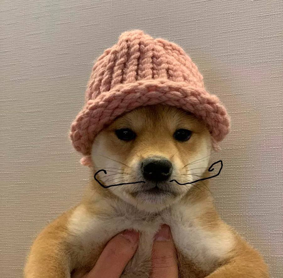 <a href="/dogwifcoin/">dogwifcoin</a> Has a stashe, too.