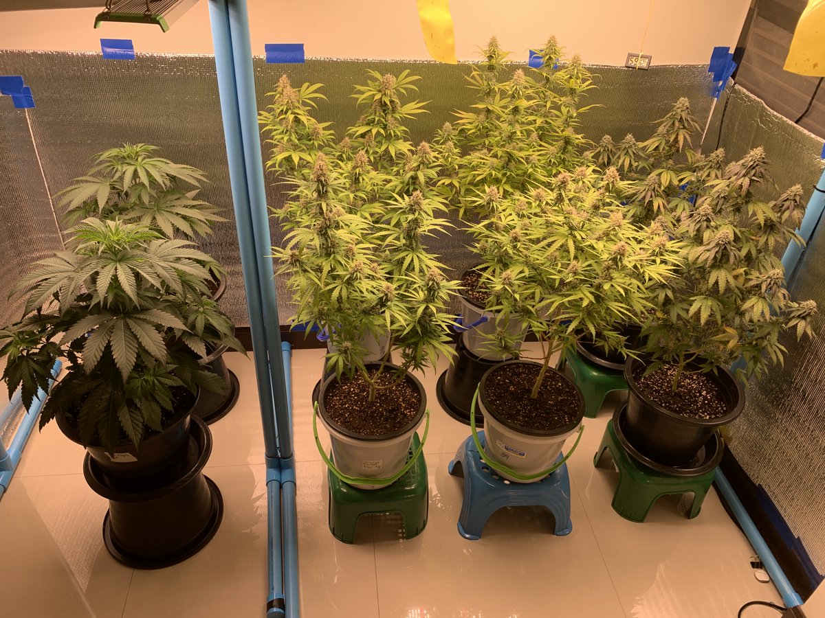 Ray’s Place (@rayong71) on Twitter photo Super Strains from <a href="/breeder_steve/">Breeder Steve</a> / genetican.online
#GarGoyle & #EgoPunch just over 5 weeks now and going to be flipped today
Took 2 cuts from each and see how they turn out later
Have a Good one !!
#RayongGrow Super Strains from <a href="/breeder_steve/">Breeder Steve</a> / genetican.online
#GarGoyle & #EgoPunch just over 5 weeks now and going to be flipped today
Took 2 cuts from each and see how they turn out later
Have a Good one !!
#RayongGrow