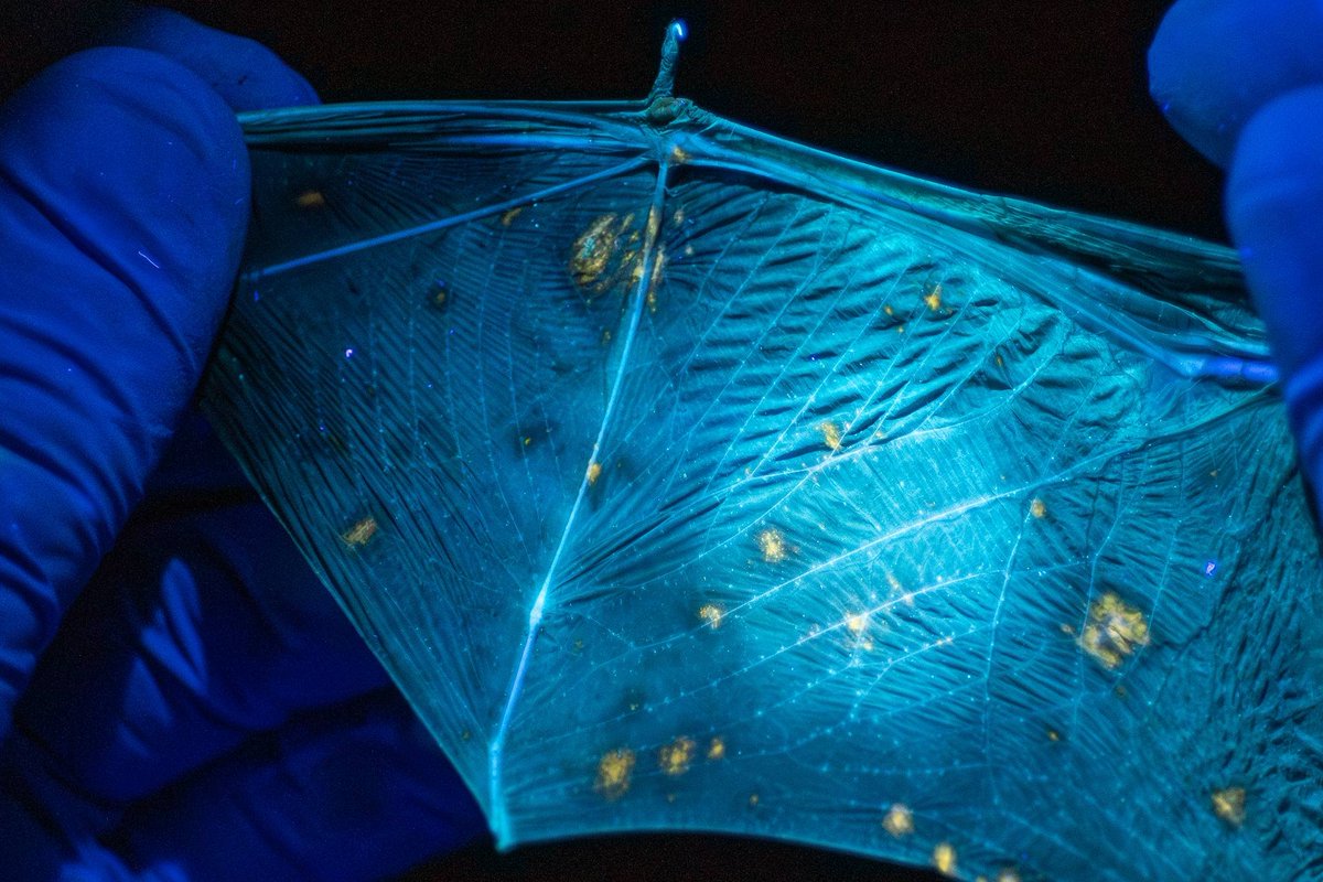 Alberta Bats tweet media