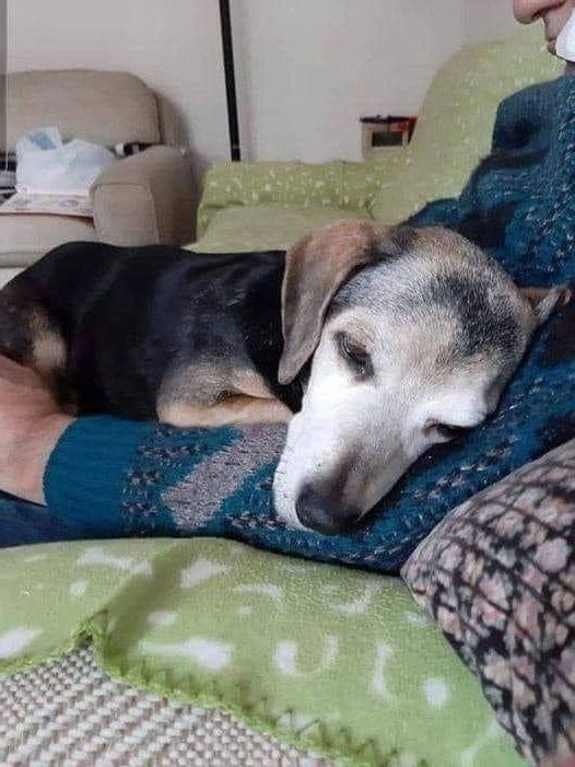 thehappydog_'s tweet photo. Yesterday I adopted the oldest, sickest, and sorest shelter dog. I'll never forget his eyes. When I went into the cage he didn't even bother to look, he knew I wouldn't even see him. 🤍🤍 https://t.co/Q9tytzYTJf