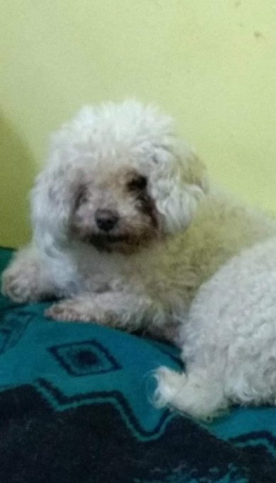 Nos regalaste casi 16 a&ntilde;os de tu hermosa compa&ntilde;&iacute;a te vamos a extra&ntilde;ar much&iacute;simo nos dejas un hueco enorme<a href="/tag/sabadodeganarseguidores"class="tags"><span>#sabadodeganarseguidores</span></a><a href="/tag/sabadodemorboyprovo"class="tags"><span>#sabadodemorboyprovo</span></a>