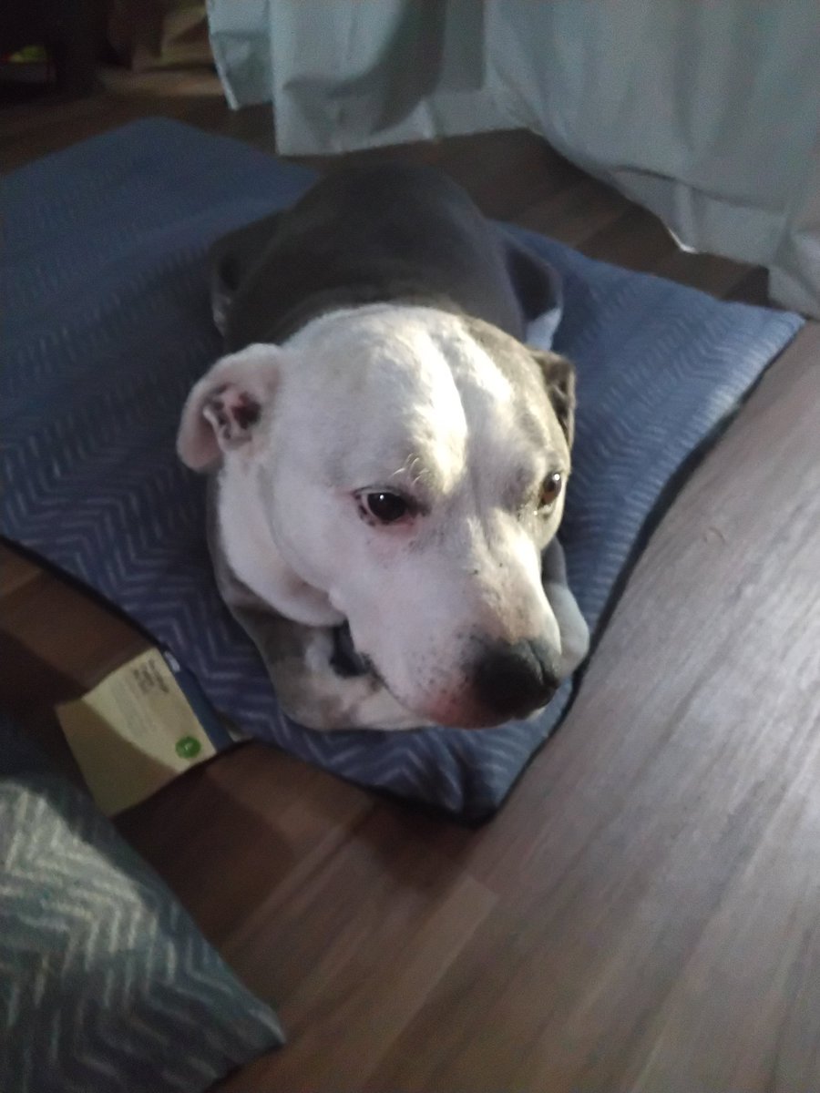 Freezy_roll20's tweet image. Its a staffy loaf #staffy