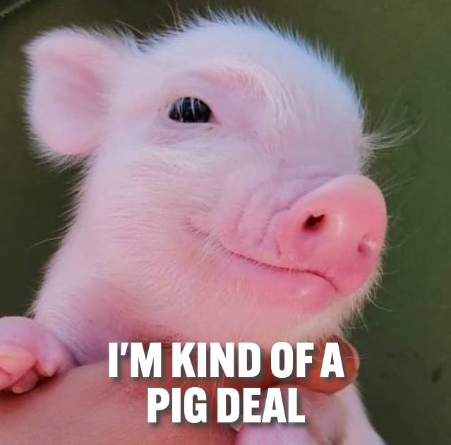BabeOnSolana's tweet photo. New pig on the block 🚀

$Babe 🐷

https://t.co/Y1aGTcKuXQ https://t.co/exx4S2BPap