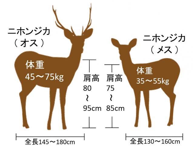 確かに、ごく一部の種類を除いて、シカのツノはオスの個体のみに生える