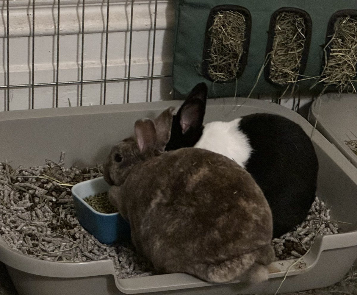 Beans put your god damn dumptruck ass back in the litter pan I swear to god