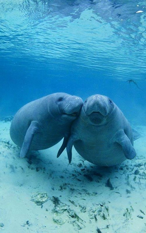 ellachokella's tweet photo. manatees are my fav animals (along with beluga whales and seals) THEY LOOK SO STUPID AND UGLY 🥰 ITS SO CUTE https://t.co/EHZ8HuM00r