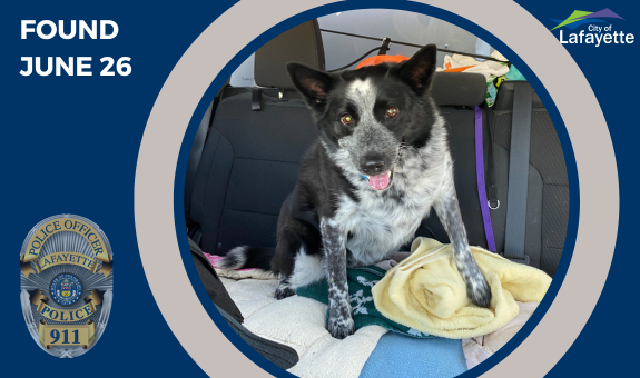 LafayettePolice's tweet photo. This dog was found today in Lafayette (Spaulding &amp; Public). The dog appears to be a cattle type breed. We were unable to locate an owner or address for the dog. The dog was taken to the Humane Society of Boulder Valley. If you have information, please call 303-442-4030. Thank you https://t.co/0XrStPssiZ