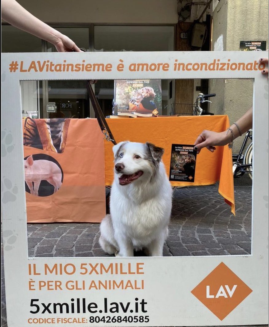 SOSTIENI GLI ANIMALI DONANDO IL TUO 5X1000 A LAV🧡
#lav #lavpadova #5x1000