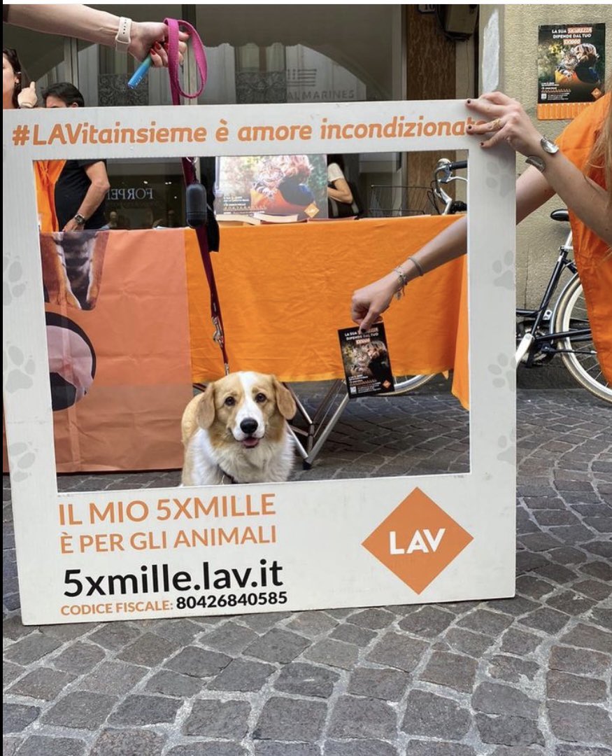 SOSTIENI GLI ANIMALI DONANDO IL TUO 5X1000 A LAV🧡
#lav #lavpadova #5x1000
