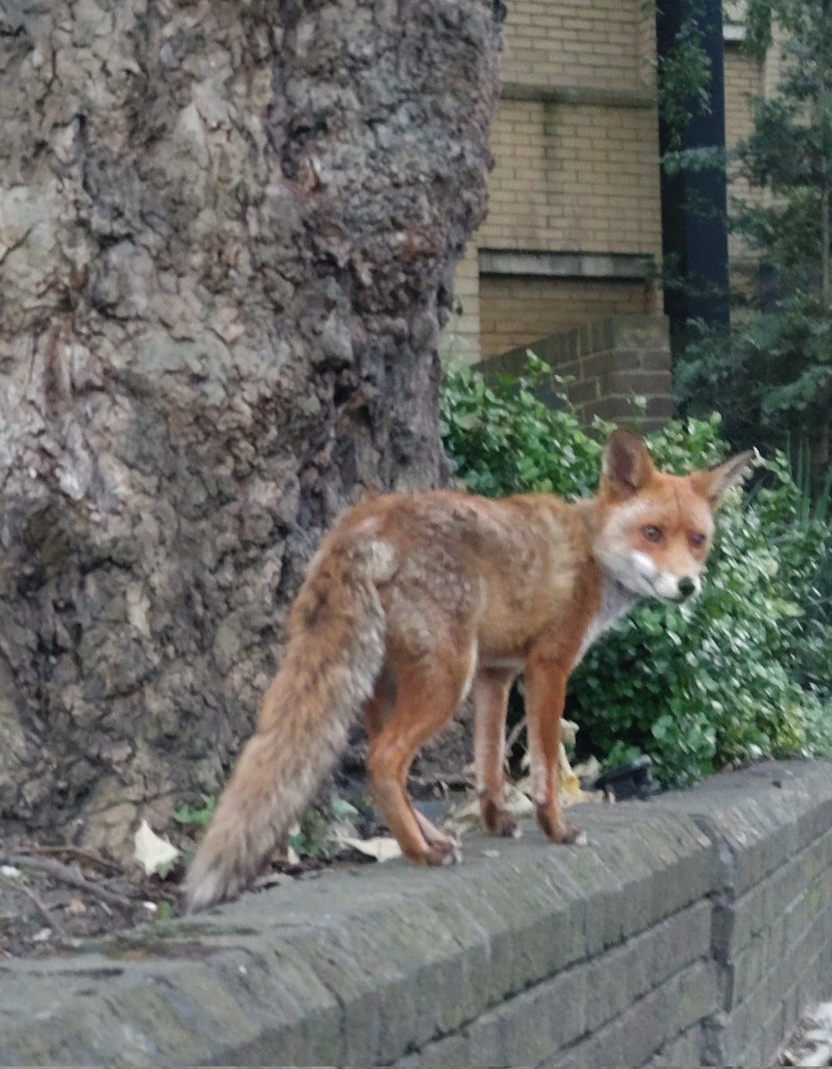 Urban Fox