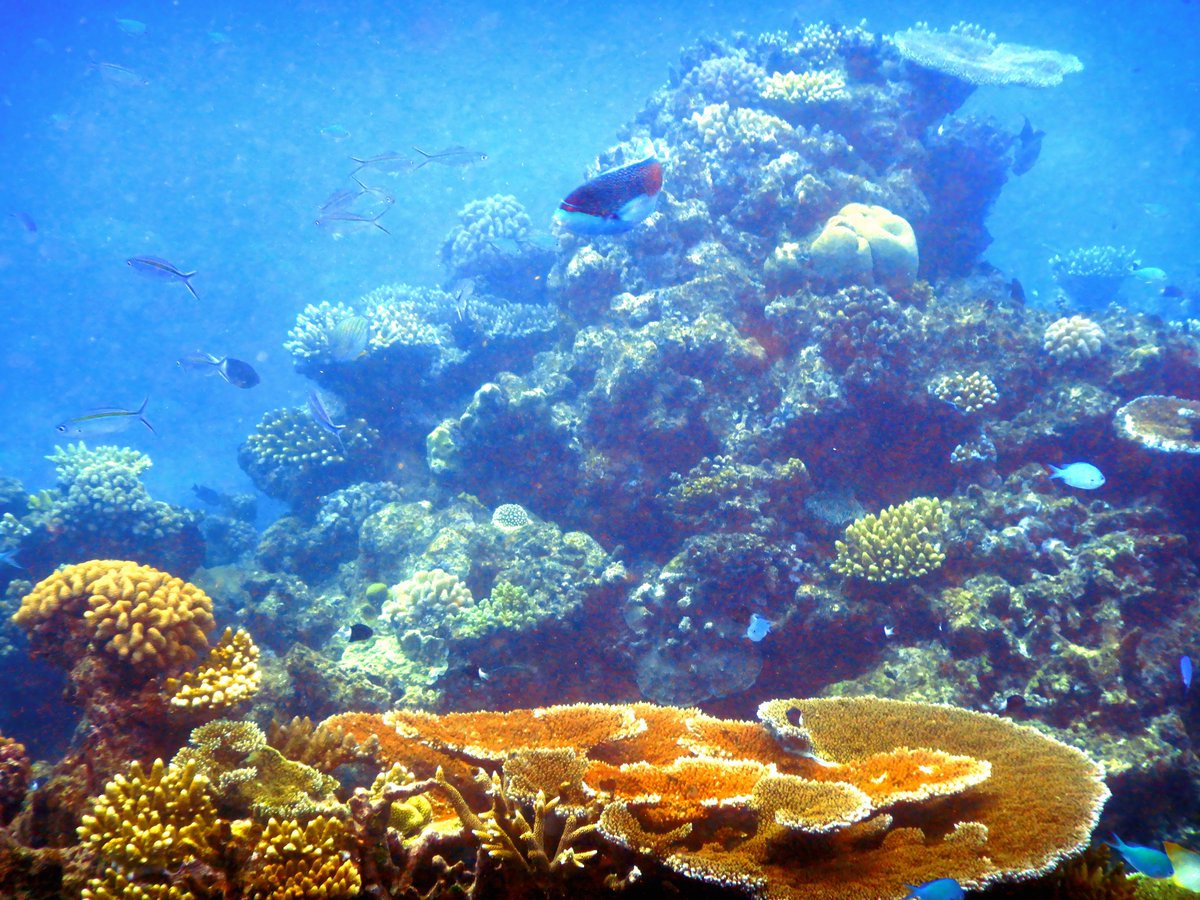 drpatrickallen's tweet photo. Final instalment of photos from diving on the Great Barrier Reef (other side of Flynn Reef - some nice nitrox dives on 24/06/2024) before returning to Cairns to start @ipmb2024 #IPMB2024. 🌱🧬🌏

Bucket list item #22 completed. ✔️🐟🐠🤿 https://t.co/hxHFOrGLNf