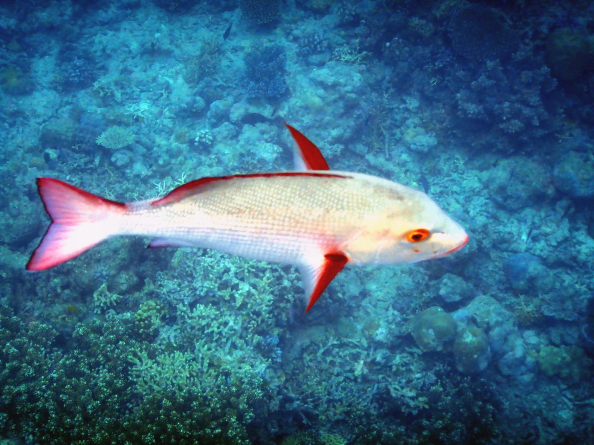 drpatrickallen's tweet photo. Final instalment of photos from diving on the Great Barrier Reef (other side of Flynn Reef - some nice nitrox dives on 24/06/2024) before returning to Cairns to start @ipmb2024 #IPMB2024. 🌱🧬🌏

Bucket list item #22 completed. ✔️🐟🐠🤿 https://t.co/hxHFOrGLNf
