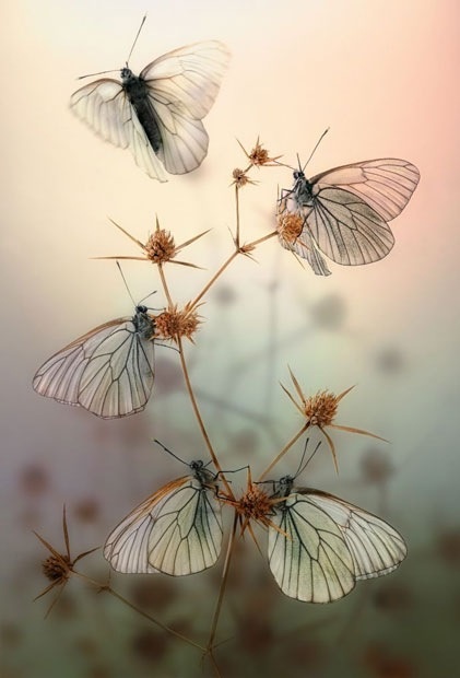 "El mundo entero es una serie de milagros, pero estamos tan acostumbrados a ellos que los llamamos cosas ordinarias".
Hans Christian Andersen
📷 Igor Siwanowicz