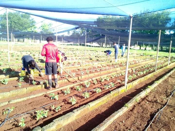 GleidysMillan's tweet photo. Estudiantes de TM de la especialidad de Agronomía realizan labores  al cultivo de la habichuela como parte de las producciones cooperadas con la casa de cultivos protegidos del municipio.
#MayabequeSeMueve 
#NuevaPaz @UJCdeCuba 
@UJC https://t.co/Gr5kbb3Y75