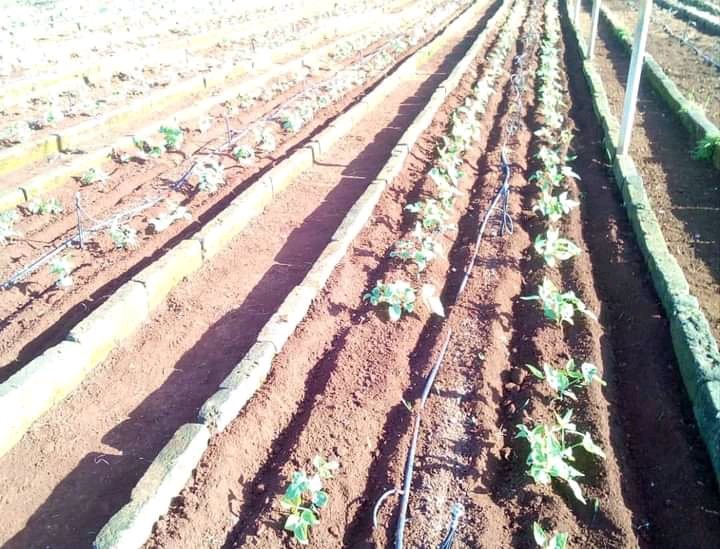 GleidysMillan's tweet photo. Estudiantes de TM de la especialidad de Agronomía realizan labores  al cultivo de la habichuela como parte de las producciones cooperadas con la casa de cultivos protegidos del municipio.
#MayabequeSeMueve 
#NuevaPaz @UJCdeCuba 
@UJC https://t.co/Gr5kbb3Y75