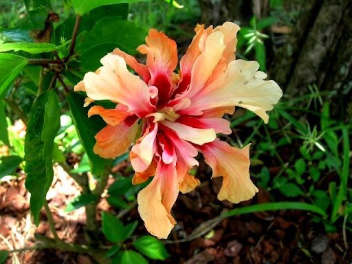 leeisswag's tweet photo. Flore entière de la Guyane https://t.co/uucd69UsTd