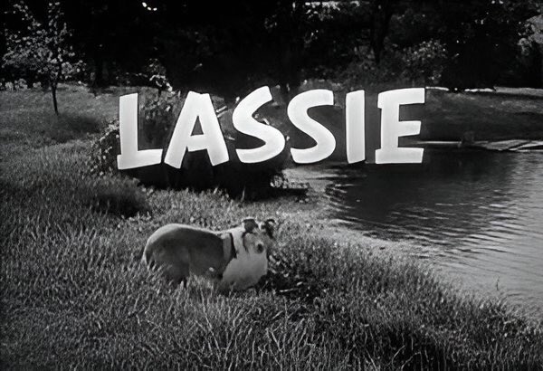 MantzMitchell's tweet image. What’s that, girl? Timmy fell down the well AGAIN?? Friday at 10 am Pacific on 1150 KKNW Seattle and 1150kknw.com, Mantz and Mitchell reminisce with Geoffrey Mark about classic TV shows featuring animals that remain famous (and beloved) to this day. 📺❤️