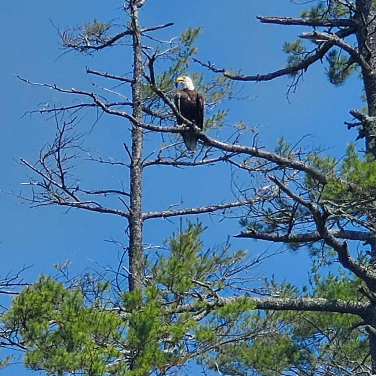 #indepence when does your next adventure take flight #emotionalintelligence