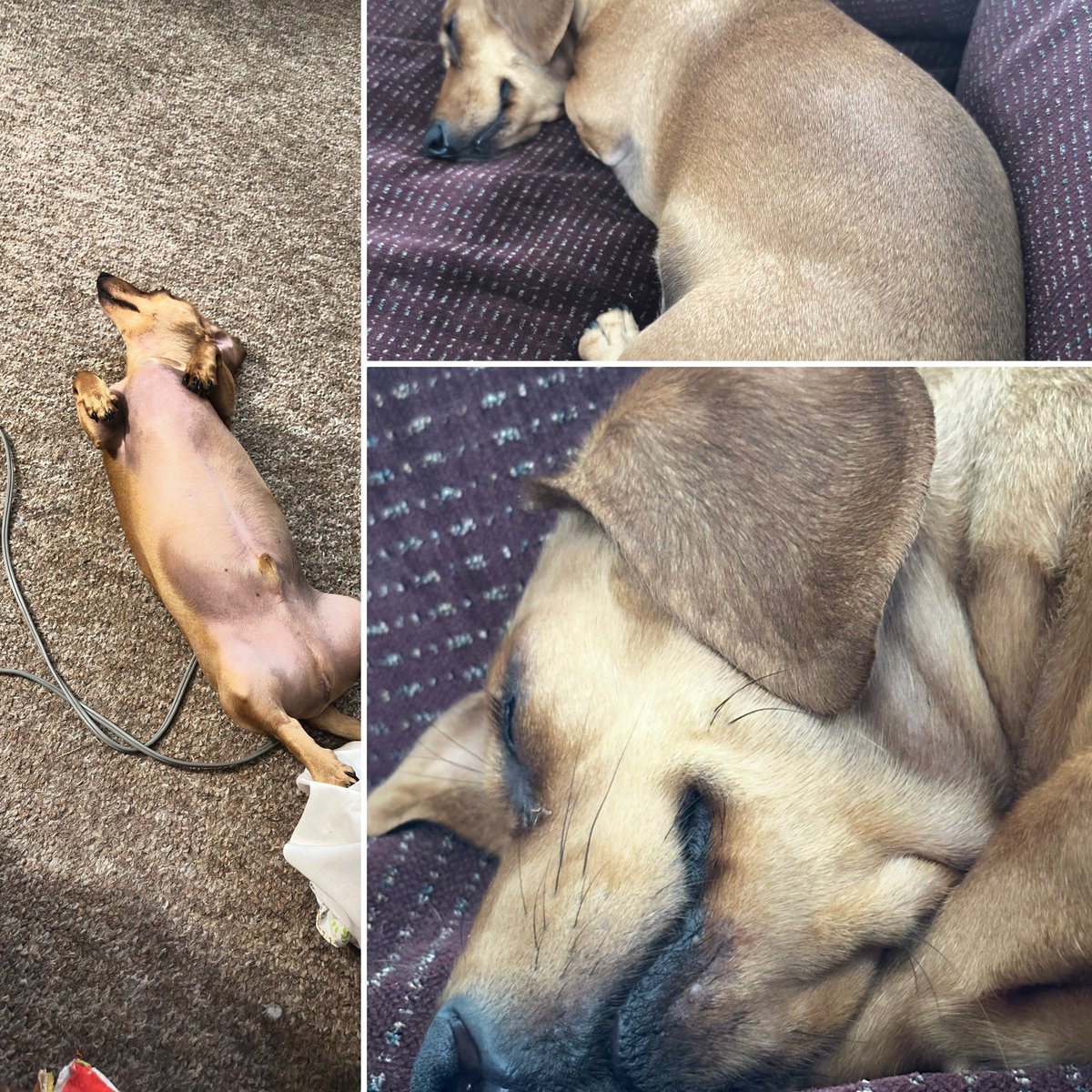 WinstonDogDach's tweet photo. He’s 3 today!  As you can see, it’s been a lazy day for this little guy. Happy birthday, Winston. 

#TheWinstonDog
#WinstonsAdventures https://t.co/OQ2ersAPWV