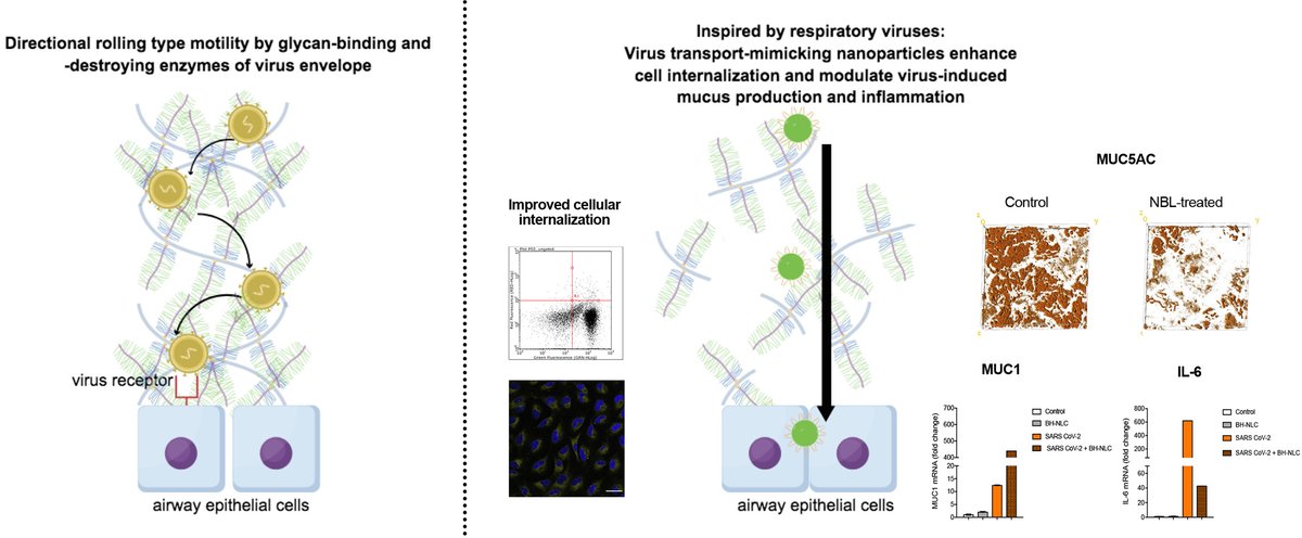 J Controlled Release (@jcrneditors) on Twitter photo Enhancing pulmonary delivery and immunomodulation of respiratory diseases through virus-mimicking nanoparticles.
| Renata Fonseca Vianna Lopez <a href="/usponline/">USP - Universidade de São Paulo</a> | <a href="/brazilcrs/">Brazil CRS</a>
#PulmonaryDelivery #nanoparticle #RespiratoryDusease
doi.org/10.1016/j.jcon… Enhancing pulmonary delivery and immunomodulation of respiratory diseases through virus-mimicking nanoparticles.
| Renata Fonseca Vianna Lopez <a href="/usponline/">USP - Universidade de São Paulo</a> | <a href="/brazilcrs/">Brazil CRS</a>
#PulmonaryDelivery #nanoparticle #RespiratoryDusease
doi.org/10.1016/j.jcon…