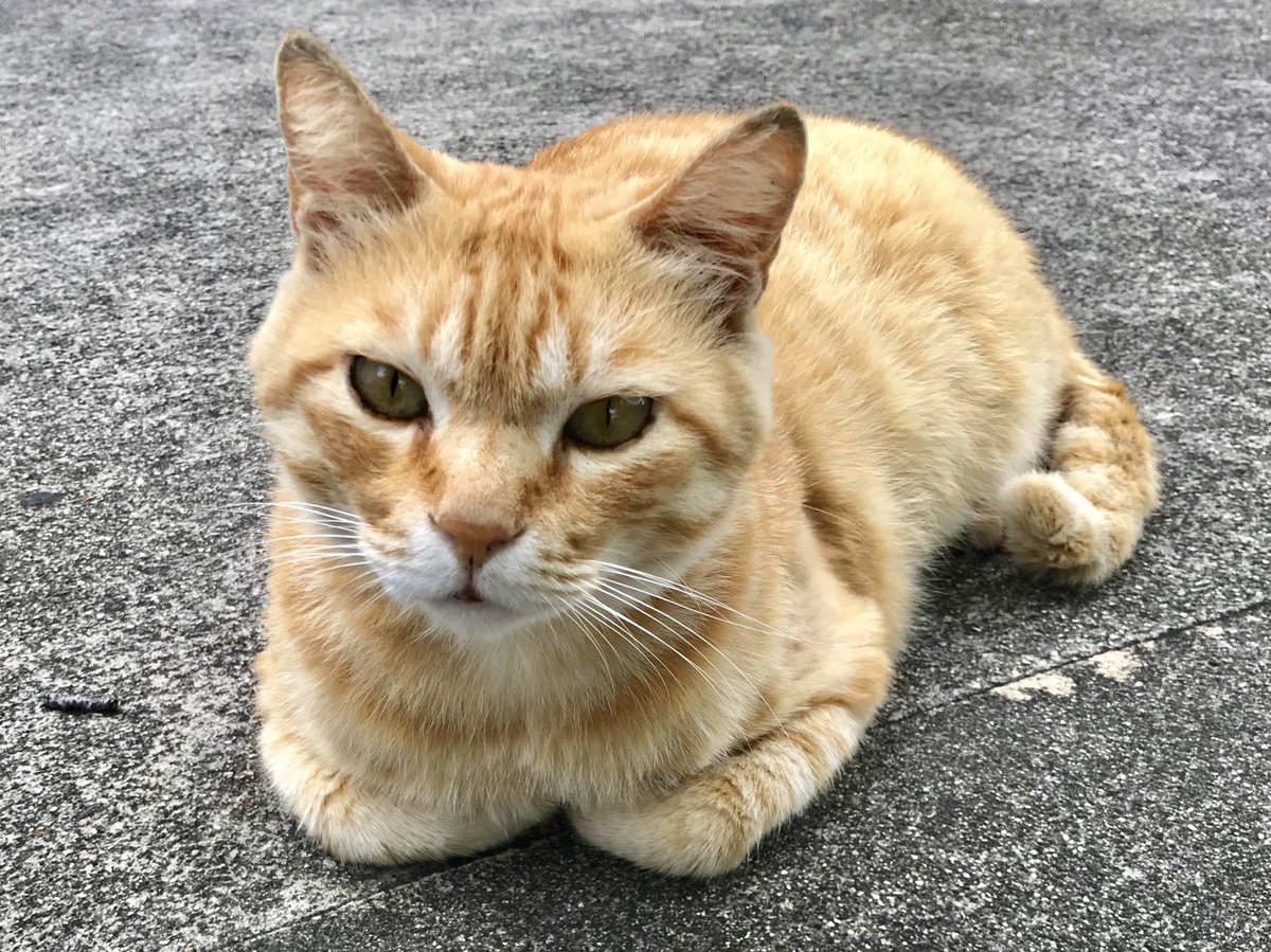 時をかける猫ニャ072 