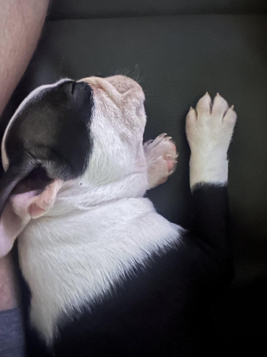 EvanPrinciple's tweet photo. Piggy Poast.
After his chicken breast and rice, getting the zoomies, doing his business outside, he decided a bath wasnโt in the plan..
#JackLyfe https://t.co/cp57bAyx83