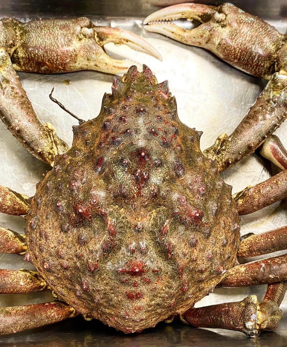 Sea Stephanie Fish tweet media