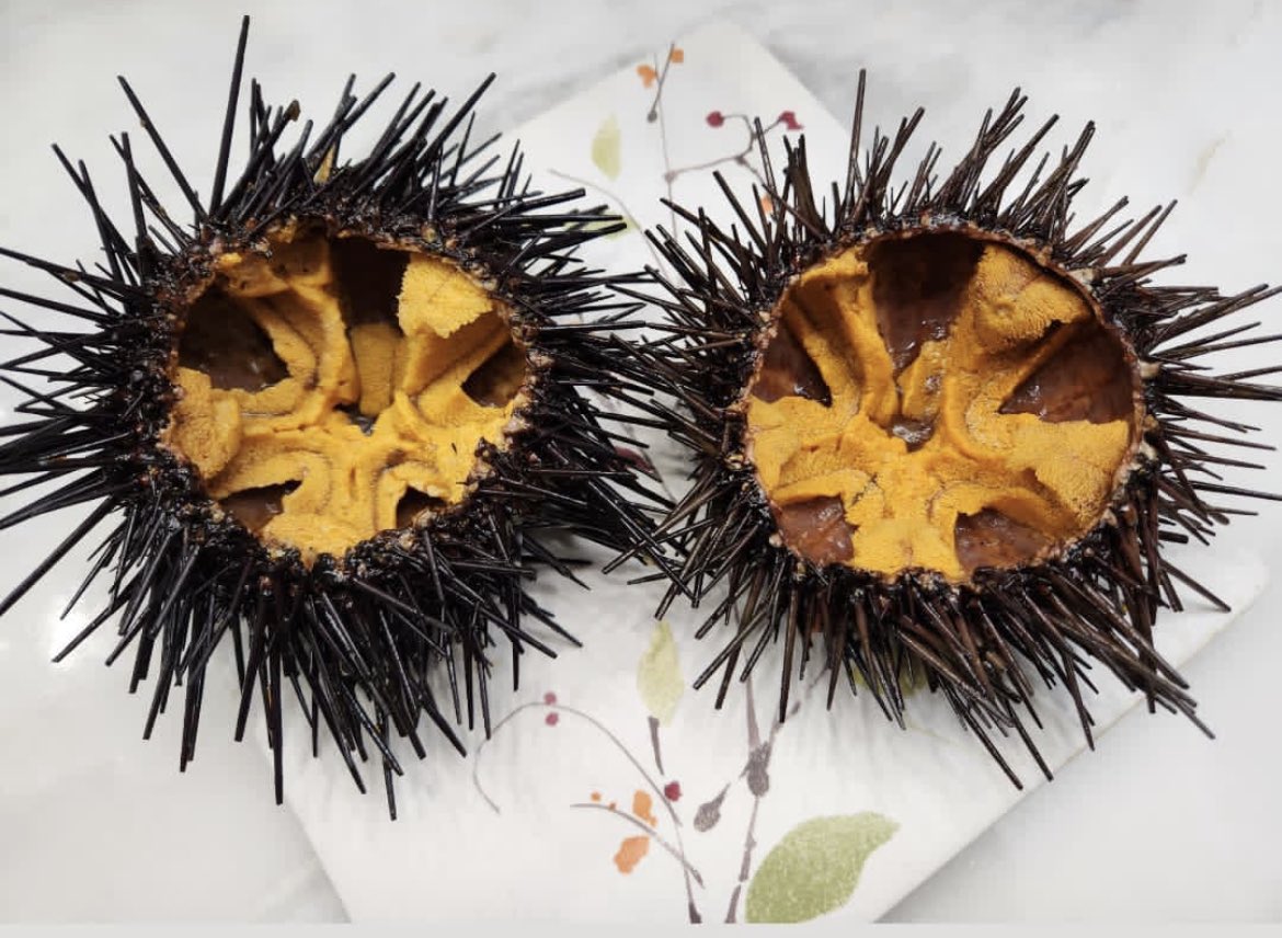 Sea Stephanie Fish tweet media