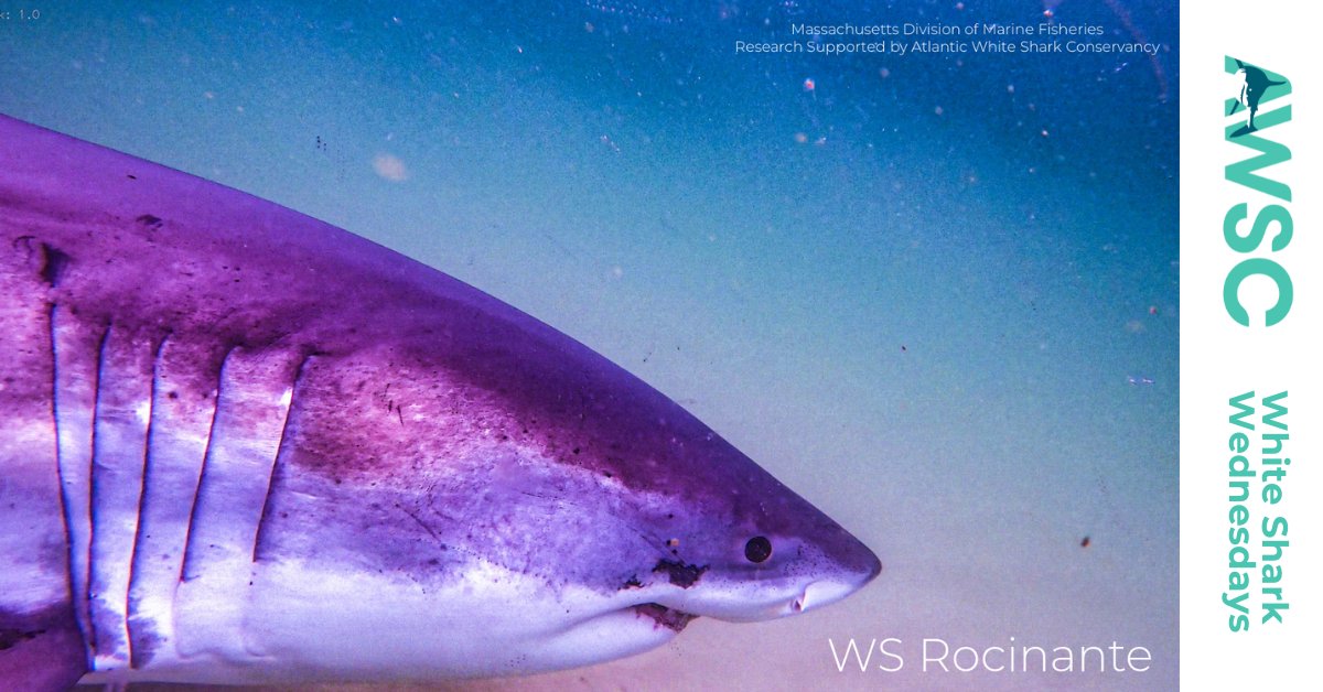 A_WhiteShark's tweet photo. Happy White Shark Wednesday from White Shark Rocinante! This 12ft male, was tagged in 2020. He got his name due to the right caudal coloration that looks like the famous horse sketch by Picasso, inspired by Don Quixote. Named after the horse in Don Quixote. #shark #sharks #AWSC https://t.co/s6c6zMSPP2