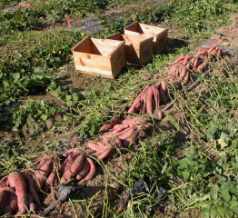 Sweet potatoes season is almost here! Its not too late to consider whether you want to add this delicious vegetable into your garden or farm ! The fact sheet below, has all you need and more to get started! Check it out for how to grow your own unh.me/3VEA7Yz