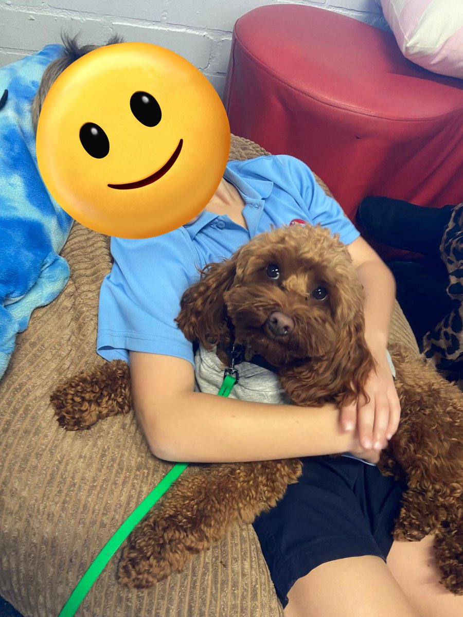 Therapuppy1's tweet image. Wasabi has formed such a bond with this friend. Both pup and student are completely relaxed and love just being together. #Wasabi #Schooldog #dogsofeducation #intraining #lovewhatwedo #lovewherewelearn #therapydog #cavoodle #relaxed #cute #dog #dogjob