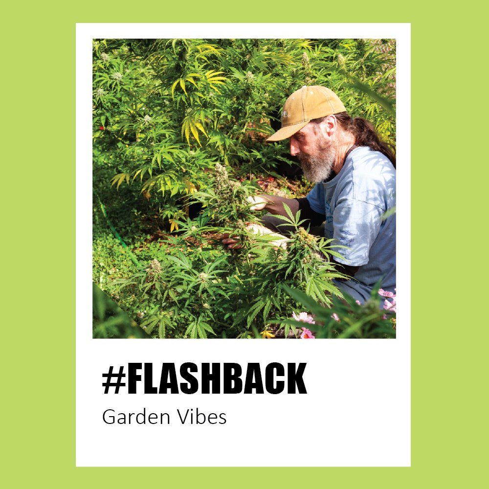 Looking forward to our next Harvest

#Garden #Vibes #Flashback