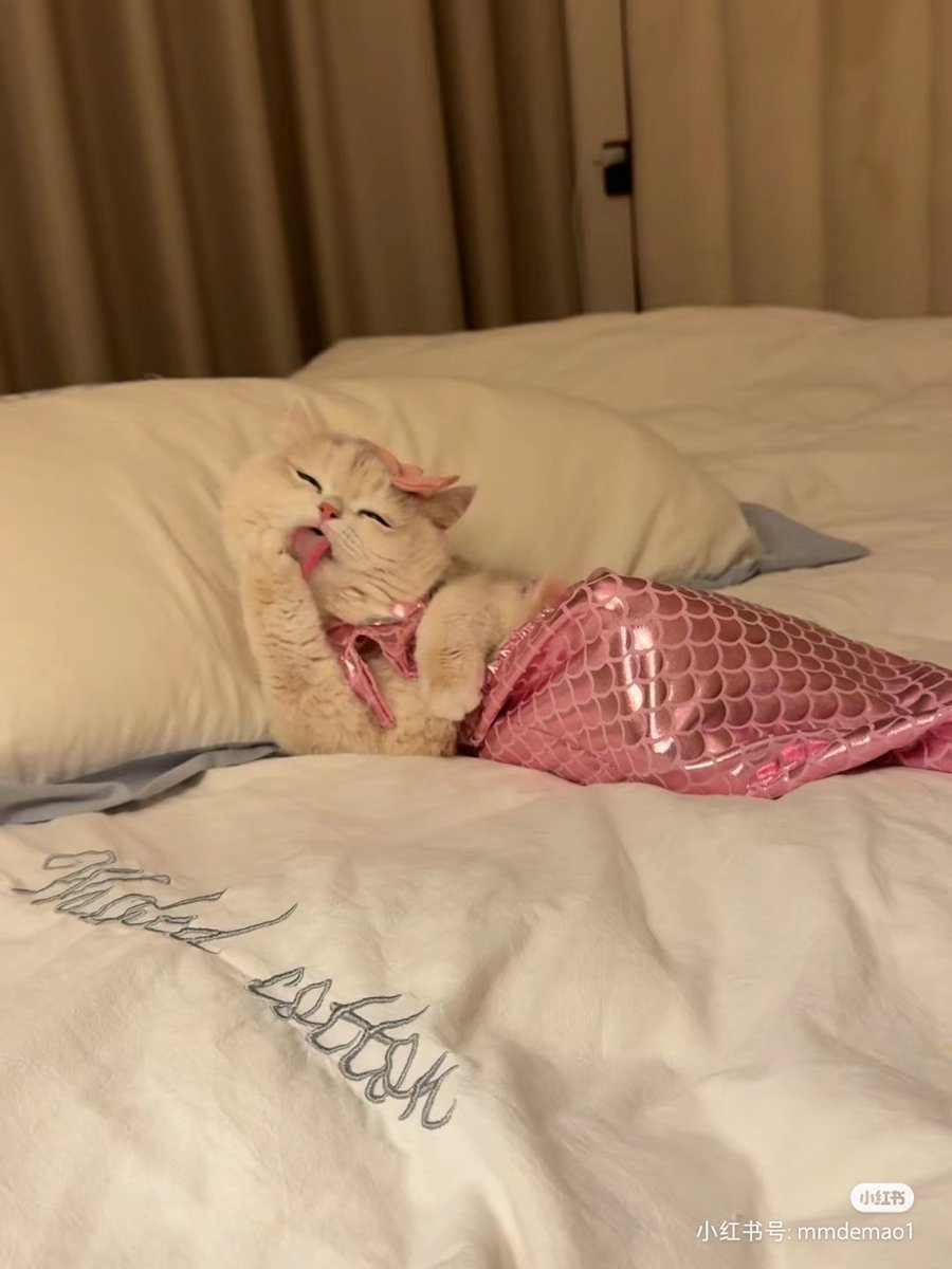 ชลน แมวส้มแท้ๆ 🐱 tweet media
