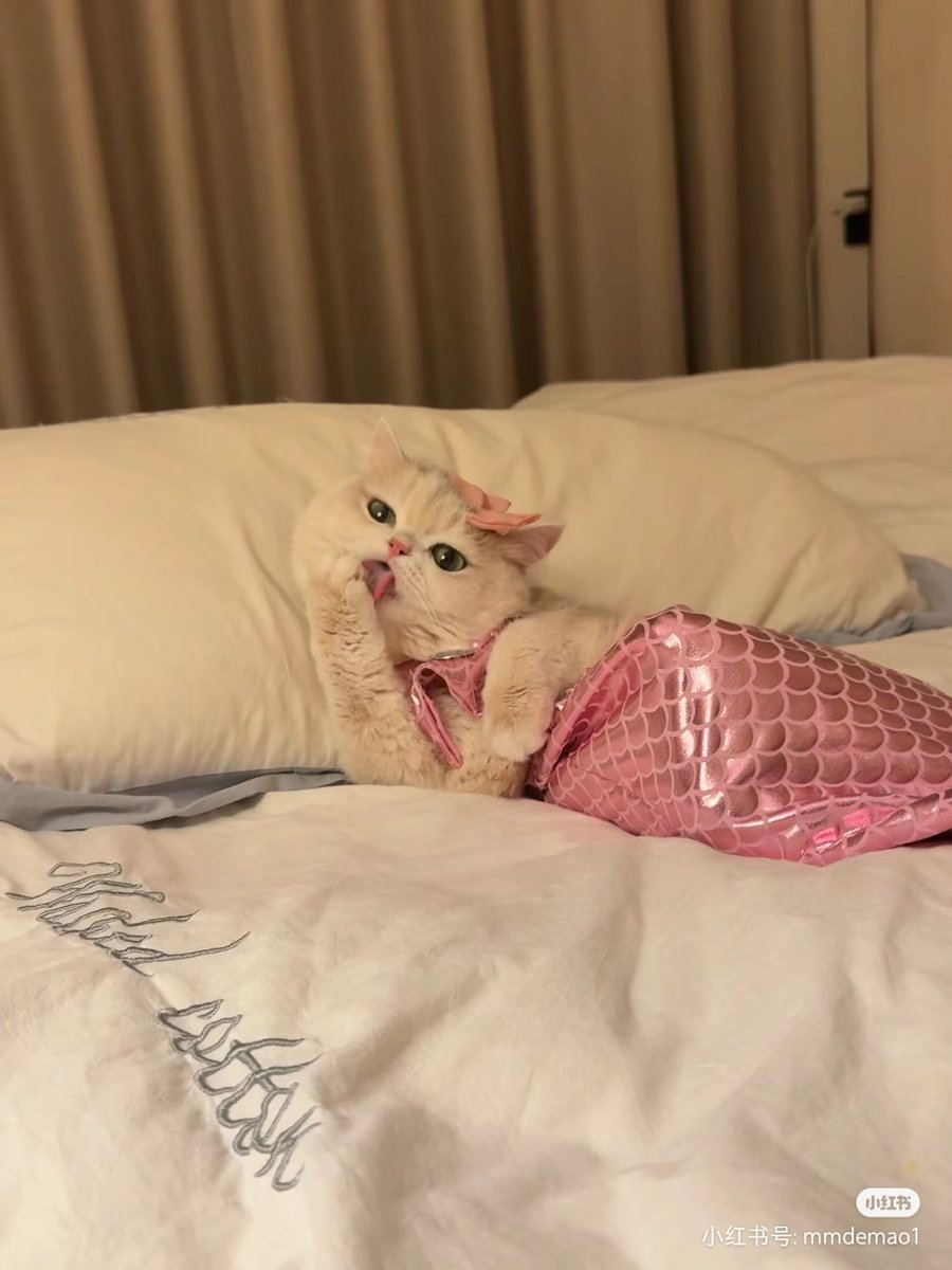 ชลน แมวส้มแท้ๆ 🐱 tweet media