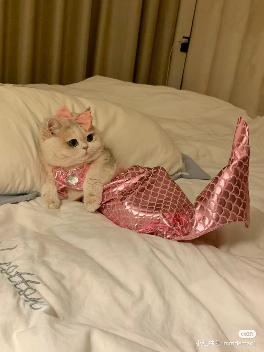 ชลน แมวส้มแท้ๆ 🐱 tweet media