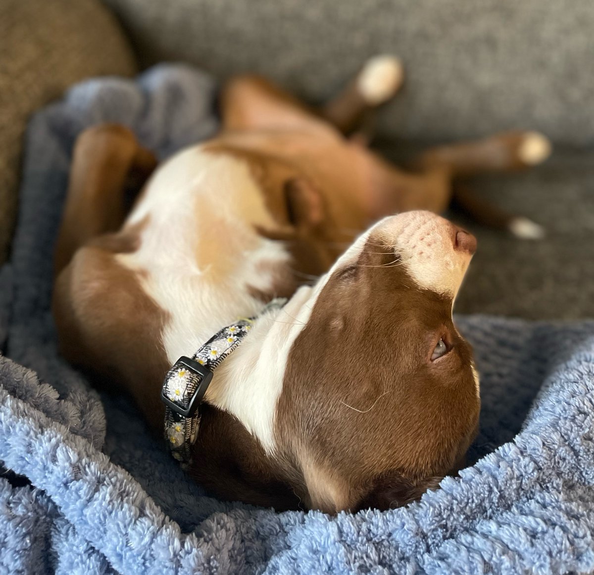 Bay Treasure Chest tweet media