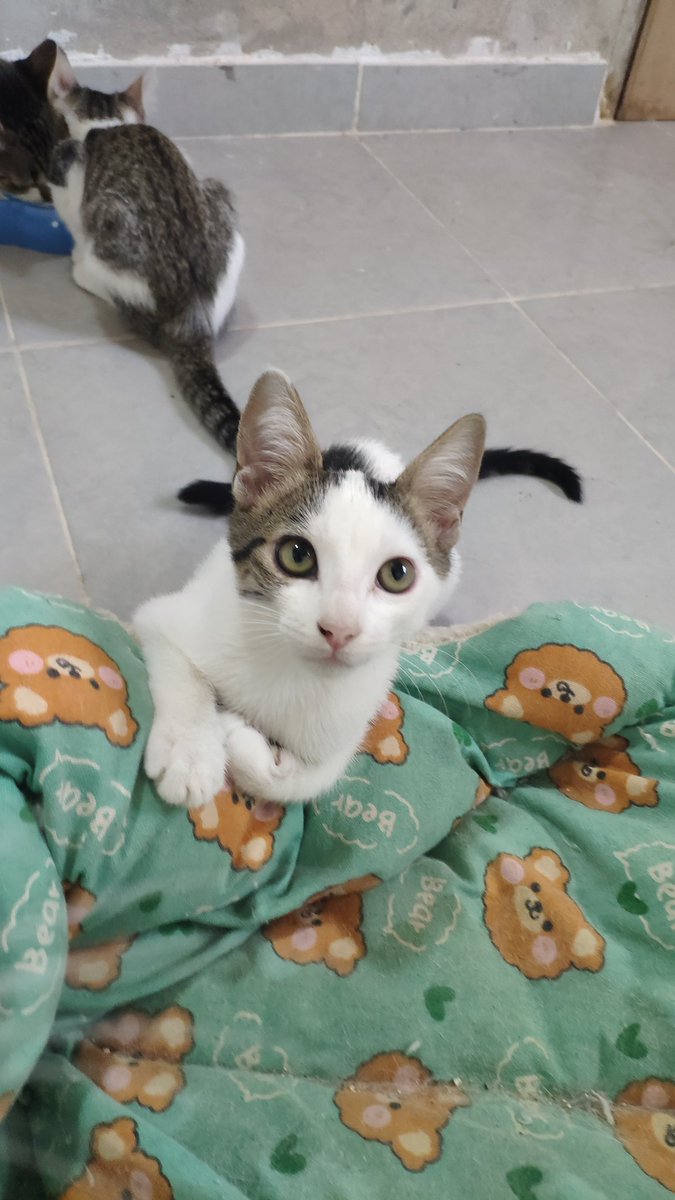 animalclubpy's tweet photo. Se vienen días de mucho frío y en el refu no tenemos estufa o calefacción

No vamos a pedir dinero, solo les pedimos compartir a nuestros michis en adopción para encontrarles un cálido hogar lo antes posible

Ya están vacunados y regalamos el kit de adopción https://t.co/LakinZ3zM5