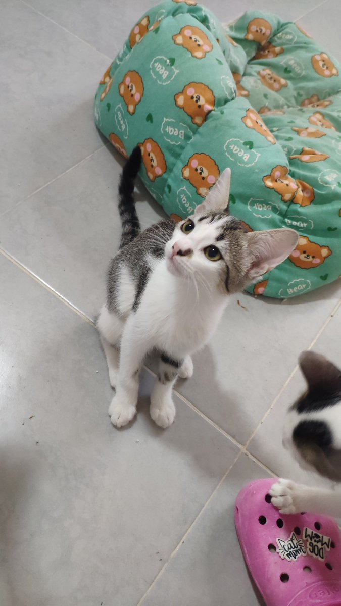 animalclubpy's tweet photo. Se vienen días de mucho frío y en el refu no tenemos estufa o calefacción

No vamos a pedir dinero, solo les pedimos compartir a nuestros michis en adopción para encontrarles un cálido hogar lo antes posible

Ya están vacunados y regalamos el kit de adopción https://t.co/LakinZ3zM5