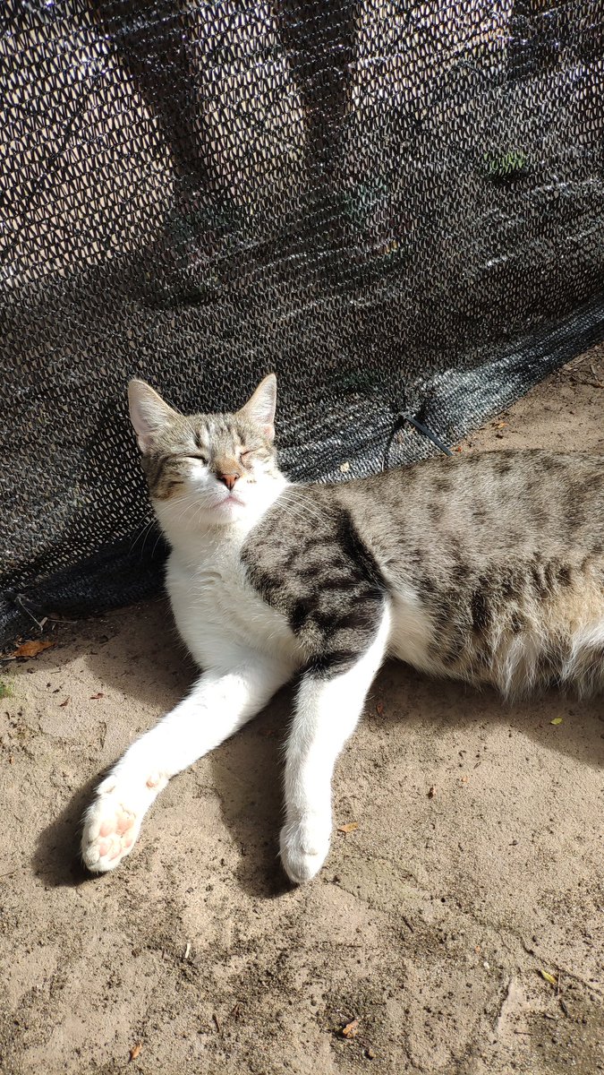 animalclubpy's tweet photo. Se vienen días de mucho frío y en el refu no tenemos estufa o calefacción

No vamos a pedir dinero, solo les pedimos compartir a nuestros michis en adopción para encontrarles un cálido hogar lo antes posible

Ya están vacunados y regalamos el kit de adopción https://t.co/LakinZ3zM5