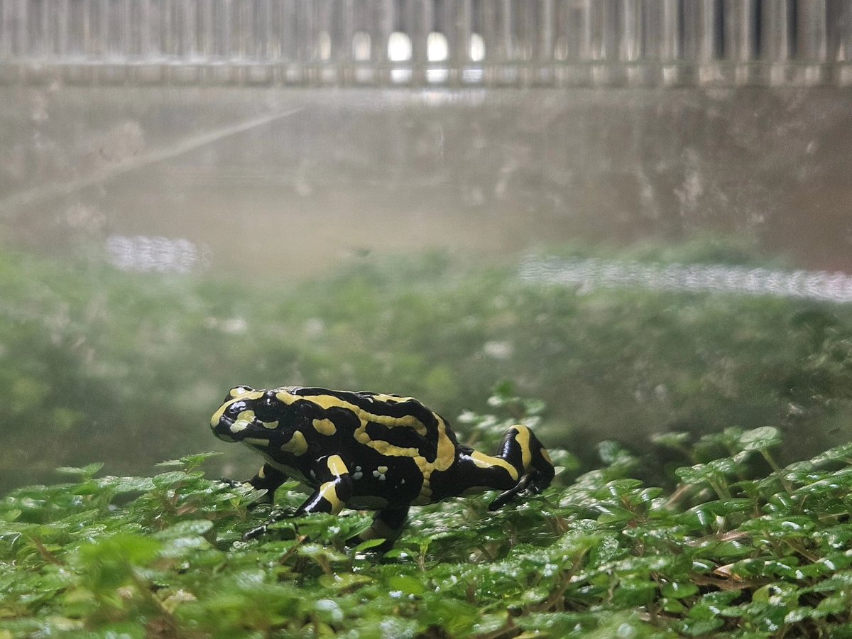 FrogsVic's tweet photo. An excellent panel of frog experts put together by @scimelb last night. Frogs are such a key part of our environment and we really need to do more to protect them, but it was incredibly inspiring to see all the fellow frog lovers! https://t.co/UDfBSwnx6y https://t.co/vAObcwtDFl
