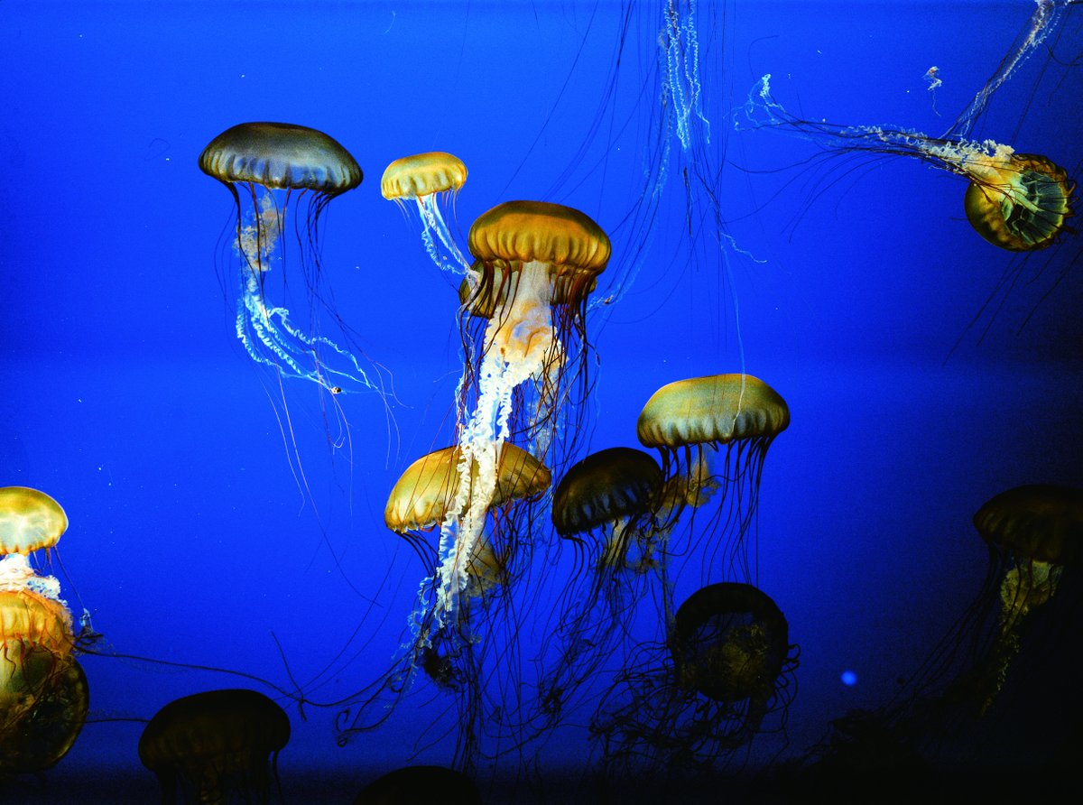 One World One Ocean tweet media