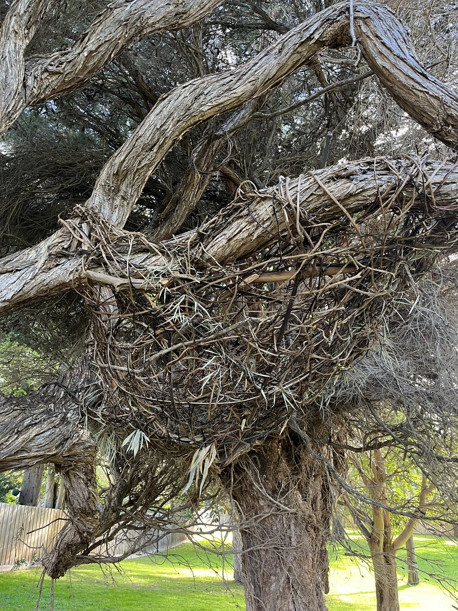 Amazing hand woven hammock. I walk Hero in this park everyday and had heard of some big kids visiting at night but I’d never noticed this until my toddler grandchild pointed it out to me. As we grow older the world closes in. Oh to see the world thru our toddler eyes.