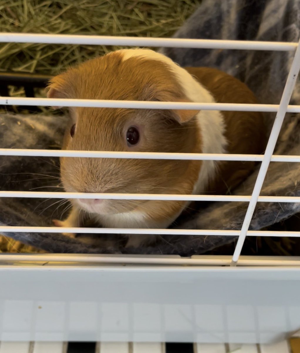 cpsmyers's tweet image. Rory is living her best life this summer. Just chilling in the hammock eating treats. ￼#cpsscience #classpets #summerfun
