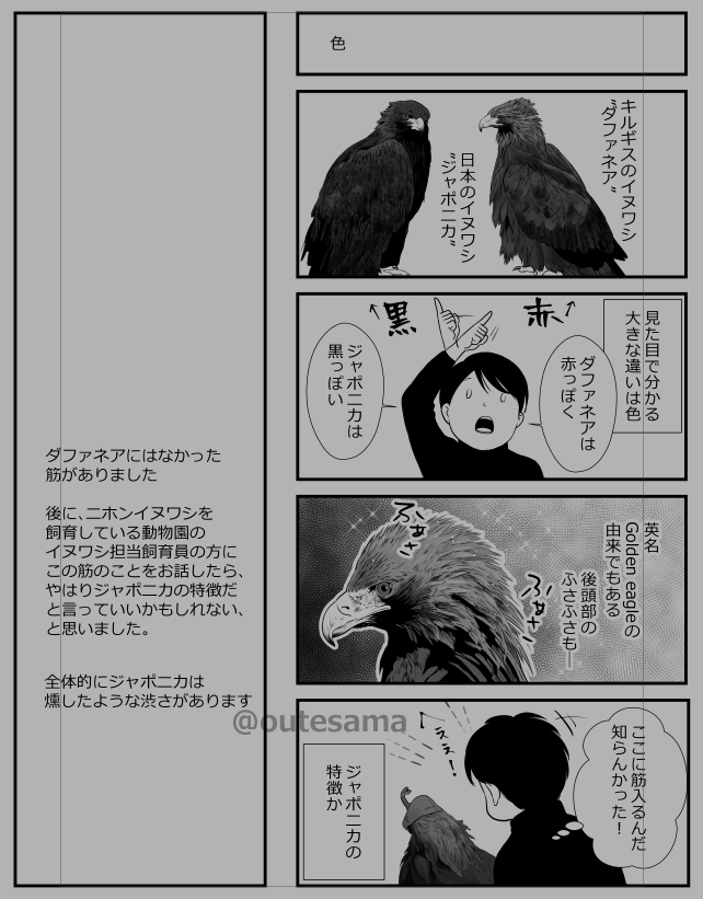 博フェスでのイヌワシ本に入れる予定です。 イヌワシ最大亜種ダファネア、最小亜種ジャポニカ。勿論大きさも違うけれど、色も見た目でだいぶ違うな、と思った話。